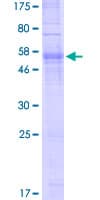 Human OR5V1 Protein (Recombinant GST)