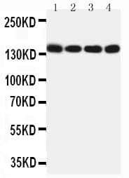 MER / MERTK Antibody (aa132-148)