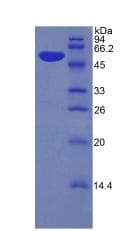 Mouse KLK6 / Kallikrein 6 Protein (Recombinant His-GST)