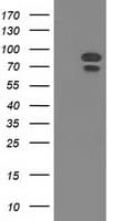 MAPK12 / ERK6 / SAPK3 Antibody (clone OTI5C7, Carrier-free)