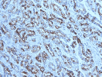 MUC6 / MUC-6 Antibody (clone CLH5, Azide-free, BSA-free)