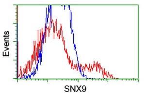 SNX9 / WISP Antibody (clone OTI2G4)