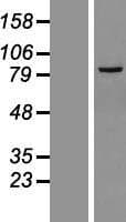 LRRC36 Protein (Over-Expression Lysate Myc-DDK (Flag))