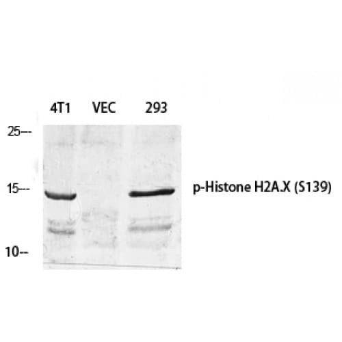 Polyclonal Rabbit anti-Human H2AFX / H2AX Antibody (80-160 aa, IHC, WB)