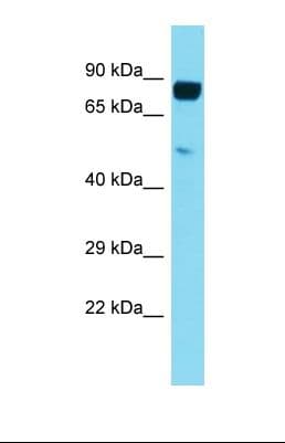 LILRB5 / LIR8 Antibody (aa396-445)