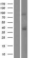 CCR3 Protein (Over-Expression Lysate Myc-DDK (Flag))