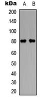 GAS6 Antibody (Internal)