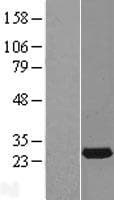RAB14 Protein (Over-Expression Lysate Myc-DDK (Flag))