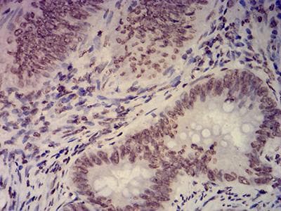 Monoclonal Mouse anti-Human EHMT2 / G9A Antibody (clone 2D12A11, IHC, WB)