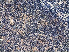CBWD1 Antibody (clone OTI4D4)