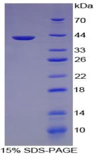 Pig Complement C3a Protein (Recombinant His-GST)
