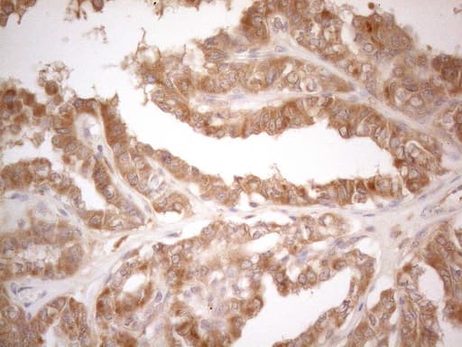 Monoclonal Mouse anti-Human CD40 Antibody (clone OTI9F4, Carrier-free, aa21-166, IHC, WB)