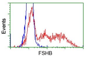 FSHB / FSH Beta Antibody (clone OTI1B2)