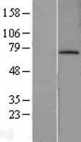 Human MDM2 Protein (Over-Expression Lysate Myc-DDK (Flag))