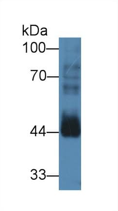 CCNB2 / Cyclin B2 Antibody (aa58-398, APC)