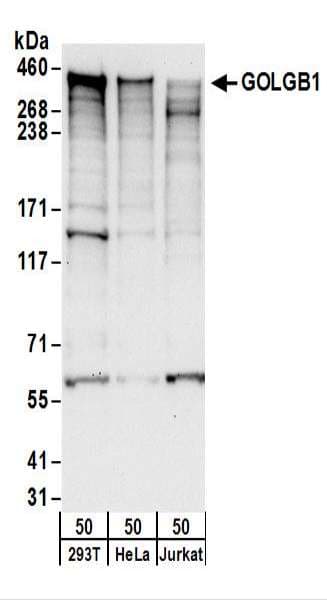 GOLGB1 / Giantin Antibody (aa1975-2025)