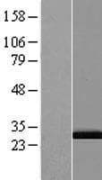 PSMA4 Protein (Over-Expression Lysate Myc-DDK (Flag))