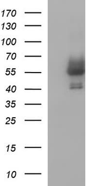 ANKMY2 Antibody (clone OTI2C3, Carrier-free)