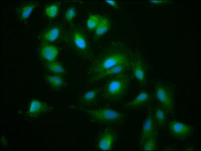 Kinesin-Like 7 / KIF15 Antibody