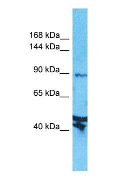 AXIN2 / Axin 2 Antibody (N-Terminus)