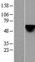 KLF4 Protein (Over-Expression Lysate Myc-DDK (Flag))