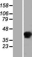 C6orf58 Protein (Over-Expression Lysate Myc-DDK (Flag))