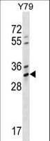 Polyclonal Rabbit anti-Human OR4K1 Antibody (aa68-96, WB)