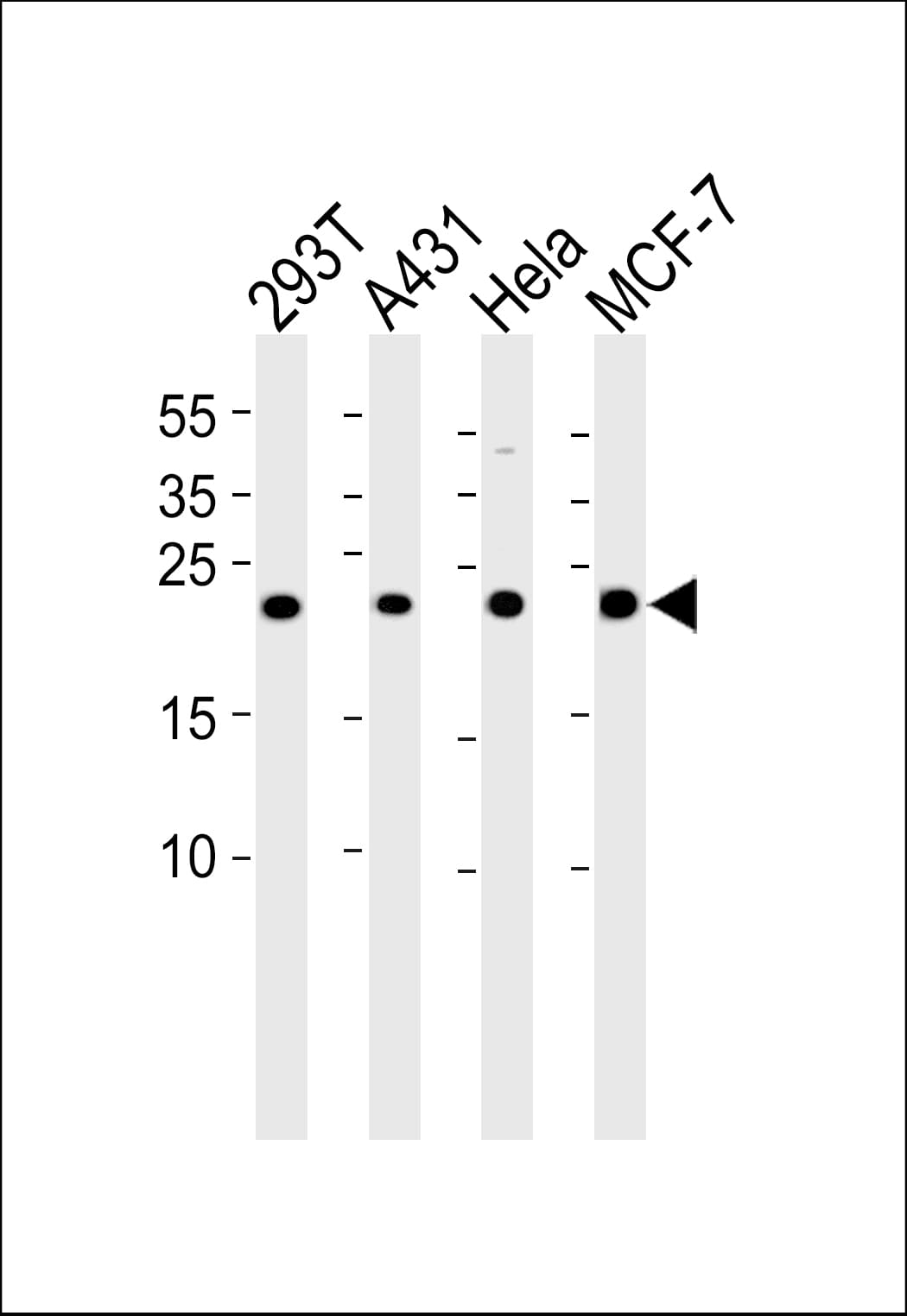 PRDX3 / Peroxiredoxin 3 Antibody (aa229-262)