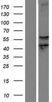 SEMA6D / Semaphorin 6D Protein (Over-Expression Lysate Myc-DDK (Flag))