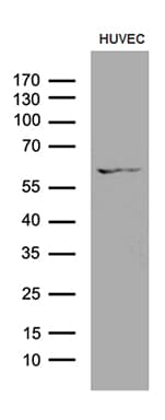 GPR151 Antibody (clone OTI2B4)