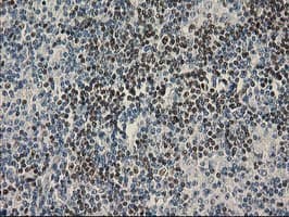 UBXN2B Antibody (clone OTI1F7)