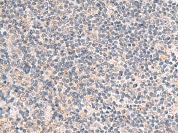 IDUA / MPS1 Antibody