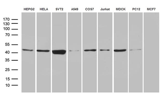 FAM54A / DUFD1 Antibody (clone OTI2G8, Carrier-free)