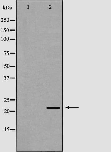 NTF4 / Neurotrophin 4 Antibody