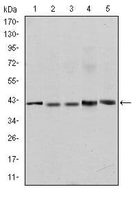 Monoclonal Mouse anti-Human REL / C-Rel Antibody (clone 10000000, IHC, IF, WB)