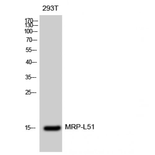 MRPL51 Antibody (30-110 aa, Internal)