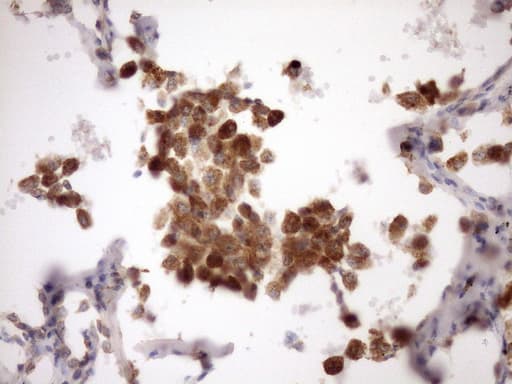 MST1 Antibody (aa194-462, clone OTI1A10, Carrier-free)