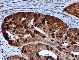 TIP48 / RUVBL2 Antibody (aa113-370, clone OTI1H10, Carrier-free)