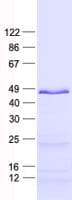 Human FEZL / FEZF2 Protein (Recombinant His, N-Terminal)