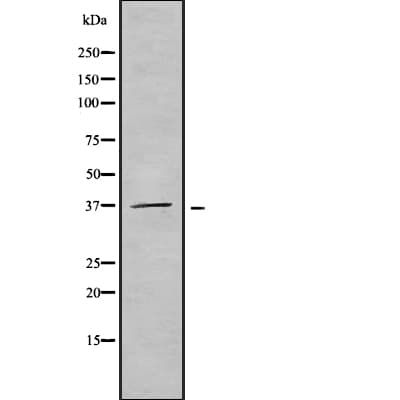OR51F2 Antibody