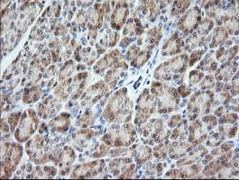 VPS28 Antibody (clone OTI1A8, Carrier-free)