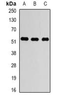 Polyclonal Rabbit anti-Human TUBA4A / TUBA1 Antibody (IF, WB)