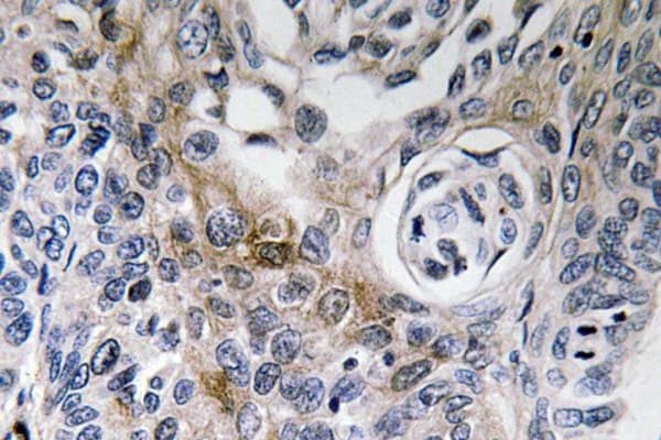 CD63 Antibody