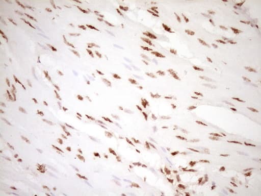 NUDT21 Antibody (aa2-227, clone OTI5B3)