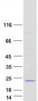 Human RPS20 / Ribosomal Protein S20 (Recombinant Myc-DDK (Flag))