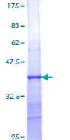 Human PSKH2 Protein (Recombinant GST, N-terminus)