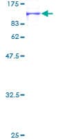 Human FLRT1 Protein (Recombinant GST)