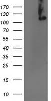 ERCC4 / XPF Antibody (clone OTI2A1)