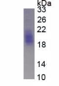 Pig KITLG / SCF Protein (Recombinant His, N-Terminal)
