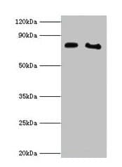 CYPOR / POR Antibody